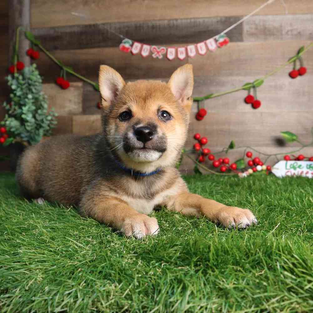 Male Shiba Inu Puppy for Sale in Blaine, MN