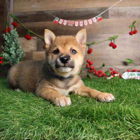Shiba Inu