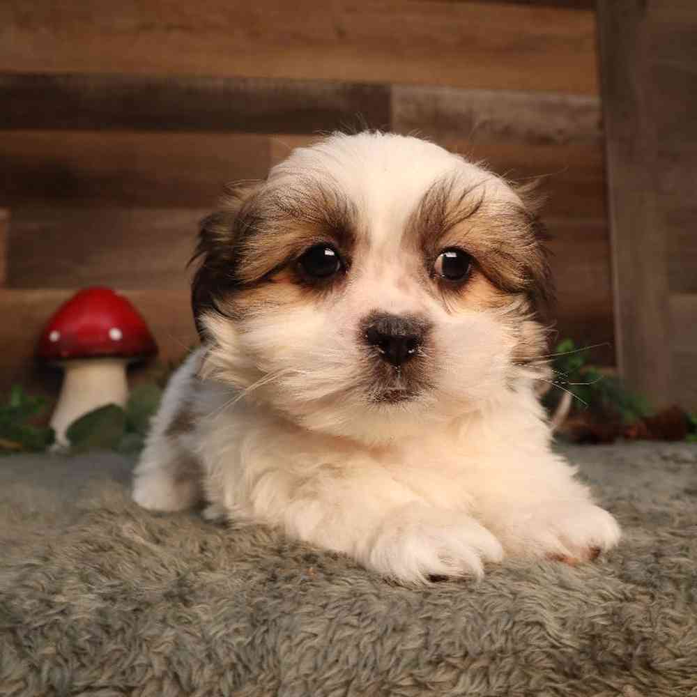 Female Malshi Puppy for Sale in Blaine, MN