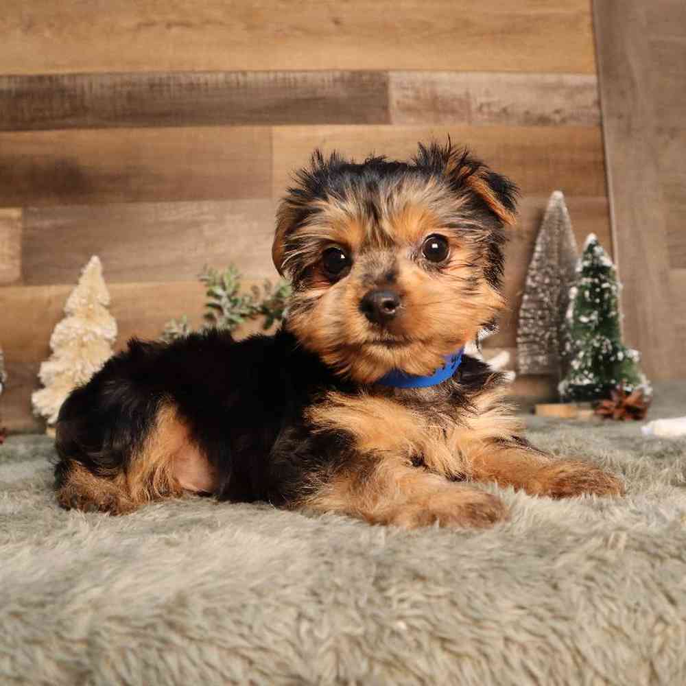 Male Yorkshire Terrier Puppy for Sale in Blaine, MN