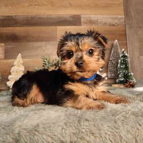 Yorkshire Terrier
