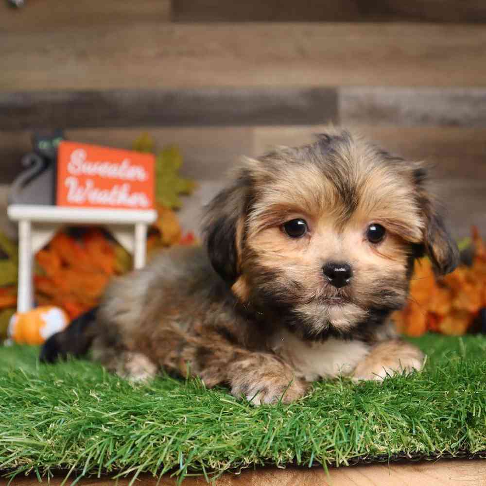 Female Shorkie Puppy for Sale in Blaine, MN