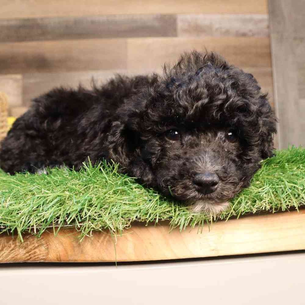 Male Mini Poodle Puppy for Sale in Blaine, MN
