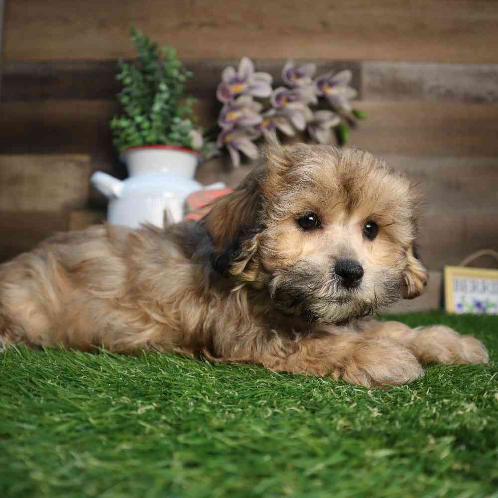 Image of a pet breed in the gallery