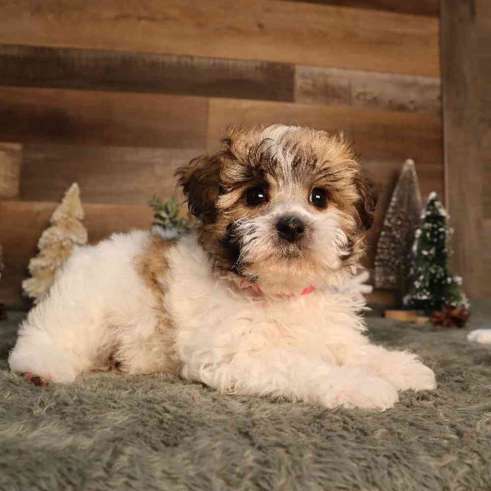 Female Yochon Puppy for Sale in Blaine, MN