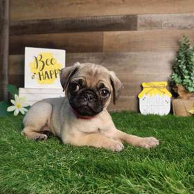 Pug