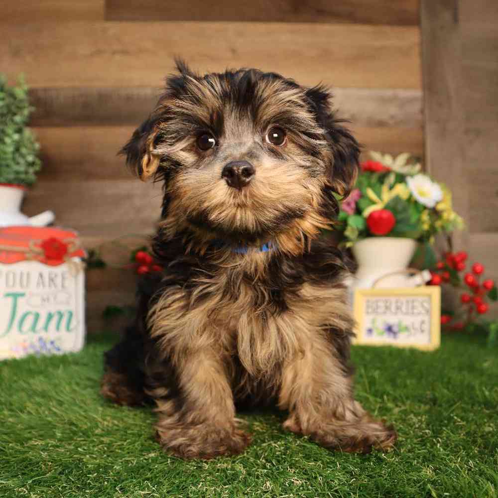 Male Morkie Puppy for Sale in Blaine, MN