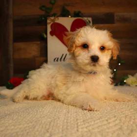 Mini Goldendoodle