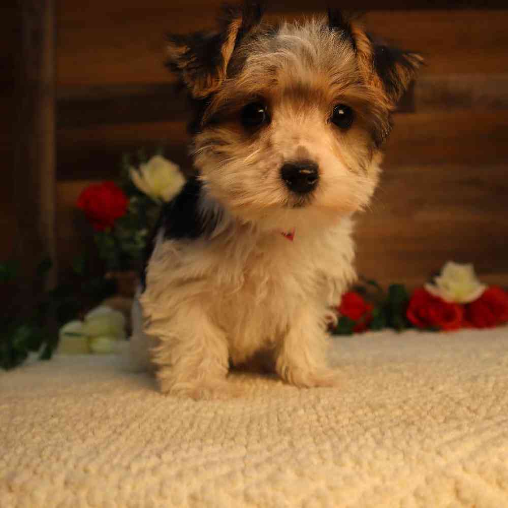 Female Morkie Puppy for Sale in Blaine, MN