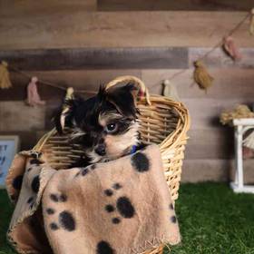 Morkie