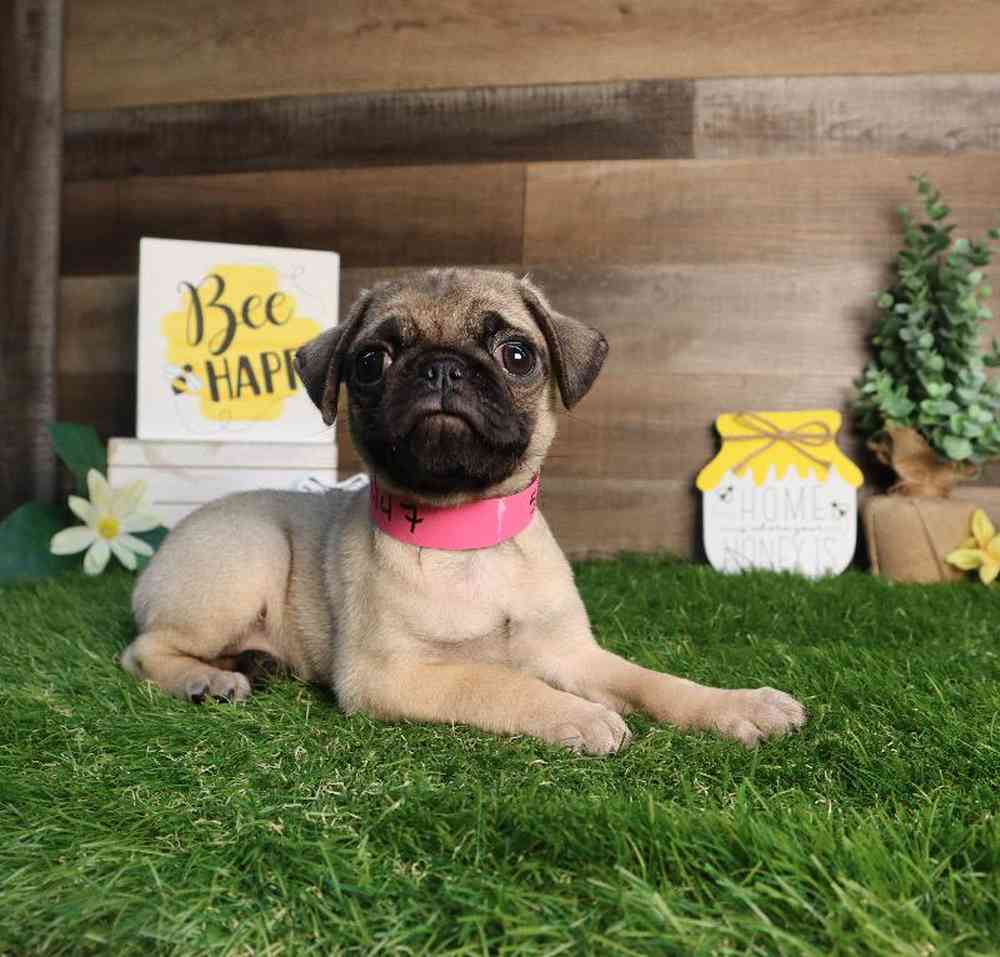 carousel pet images