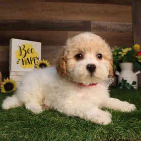 Mini Goldendoodle