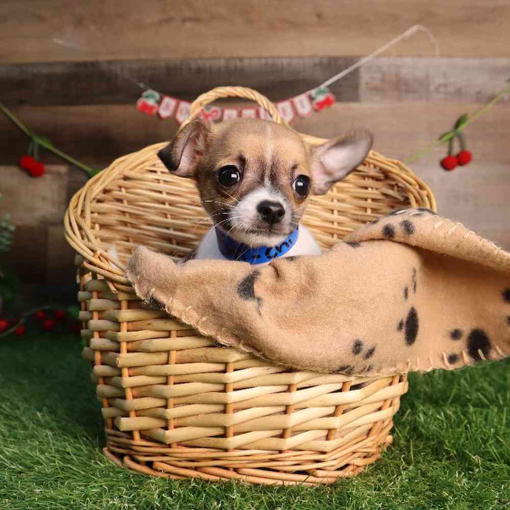 Male Chihuahua Puppy for Sale in Blaine, MN