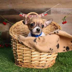 Chihuahua