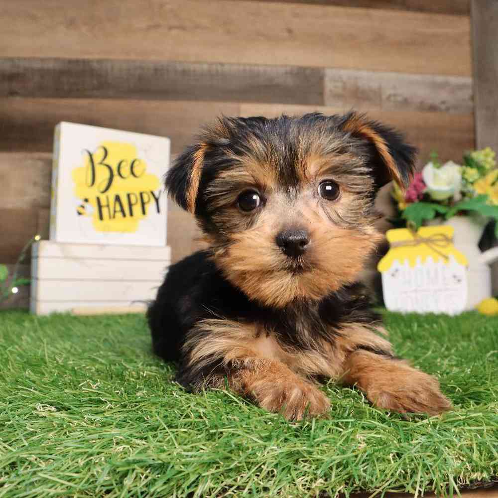 Female Yorkshire Terrier Puppy for Sale in Blaine, MN