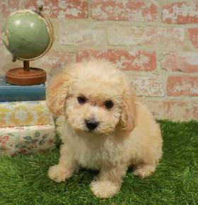 Bichon-Poo