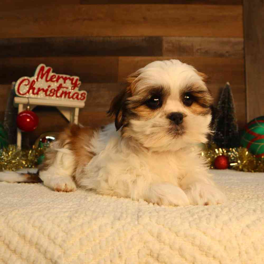 Female Malshi Puppy for Sale in Blaine, MN