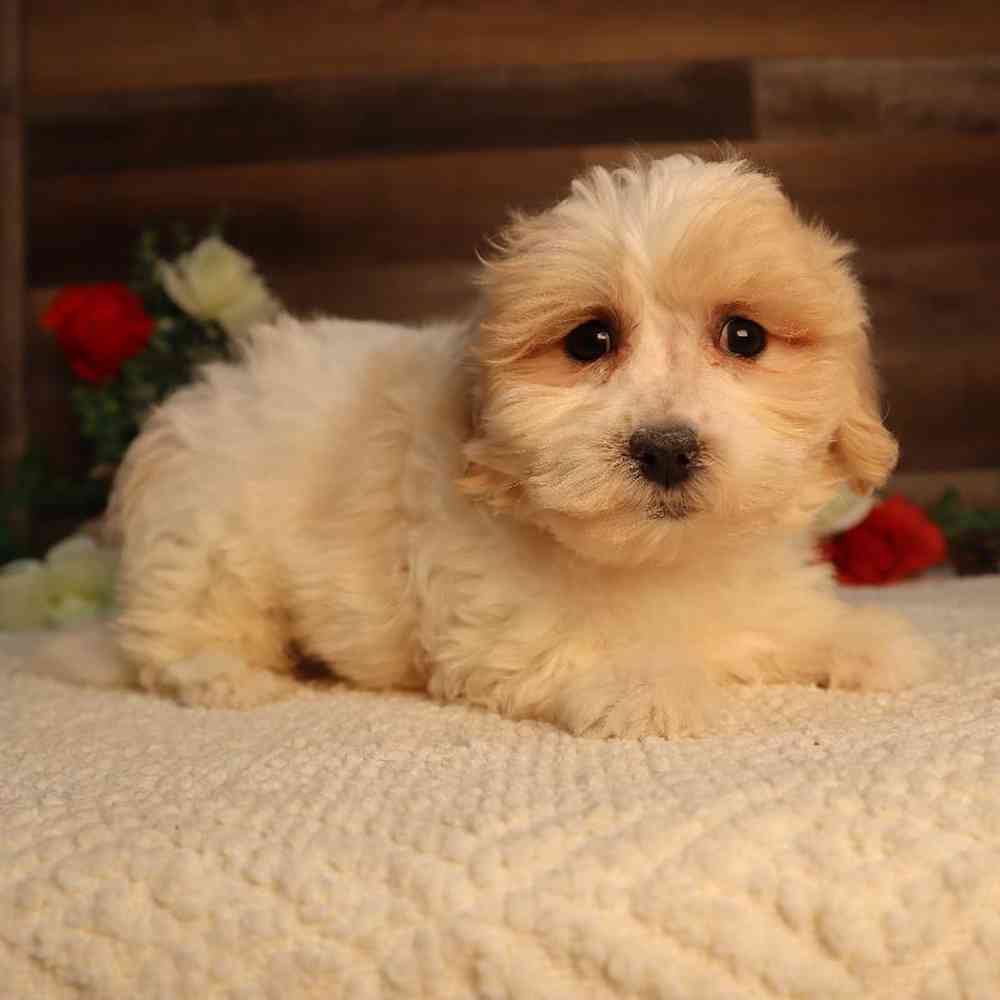 Female Teddy Bear Puppy for Sale in Blaine, MN