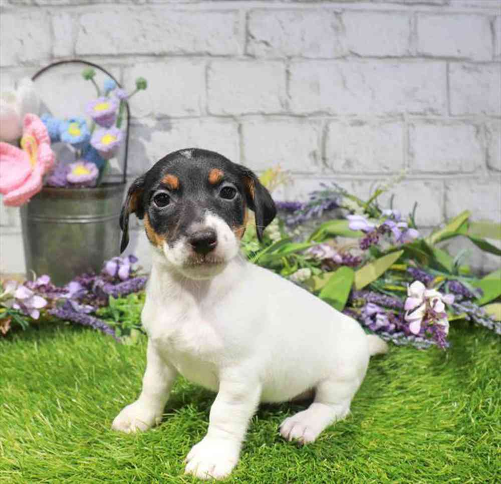carousel pet images