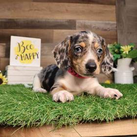 Dachshund