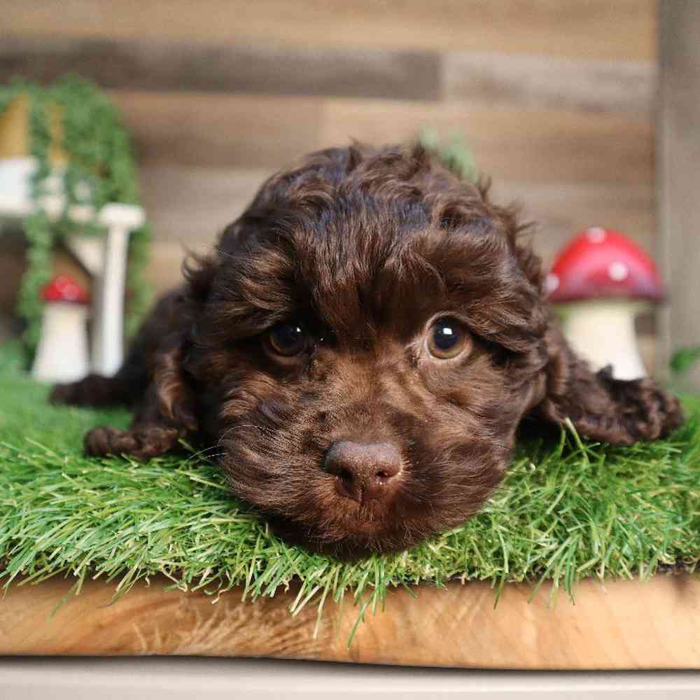 carousel pet images
