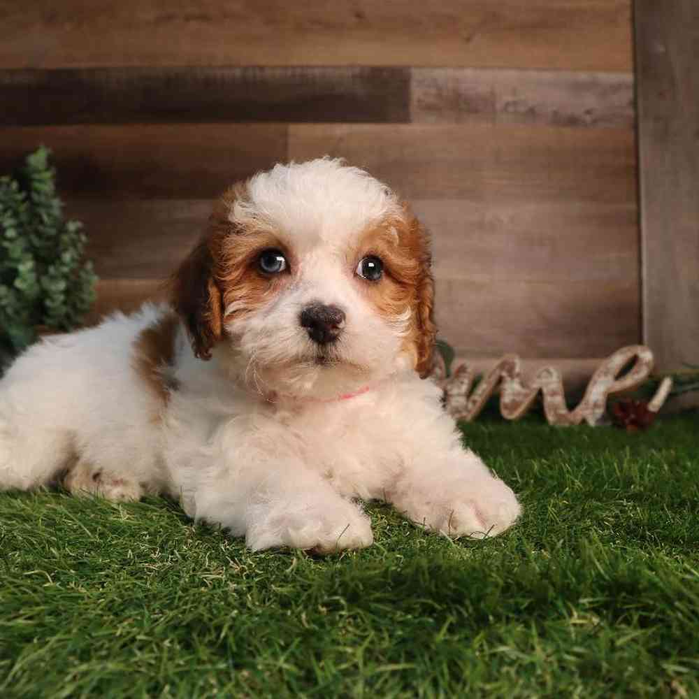 Female Bichon-Poo Puppy for Sale in Blaine, MN