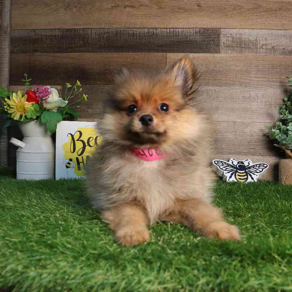 carousel pet images