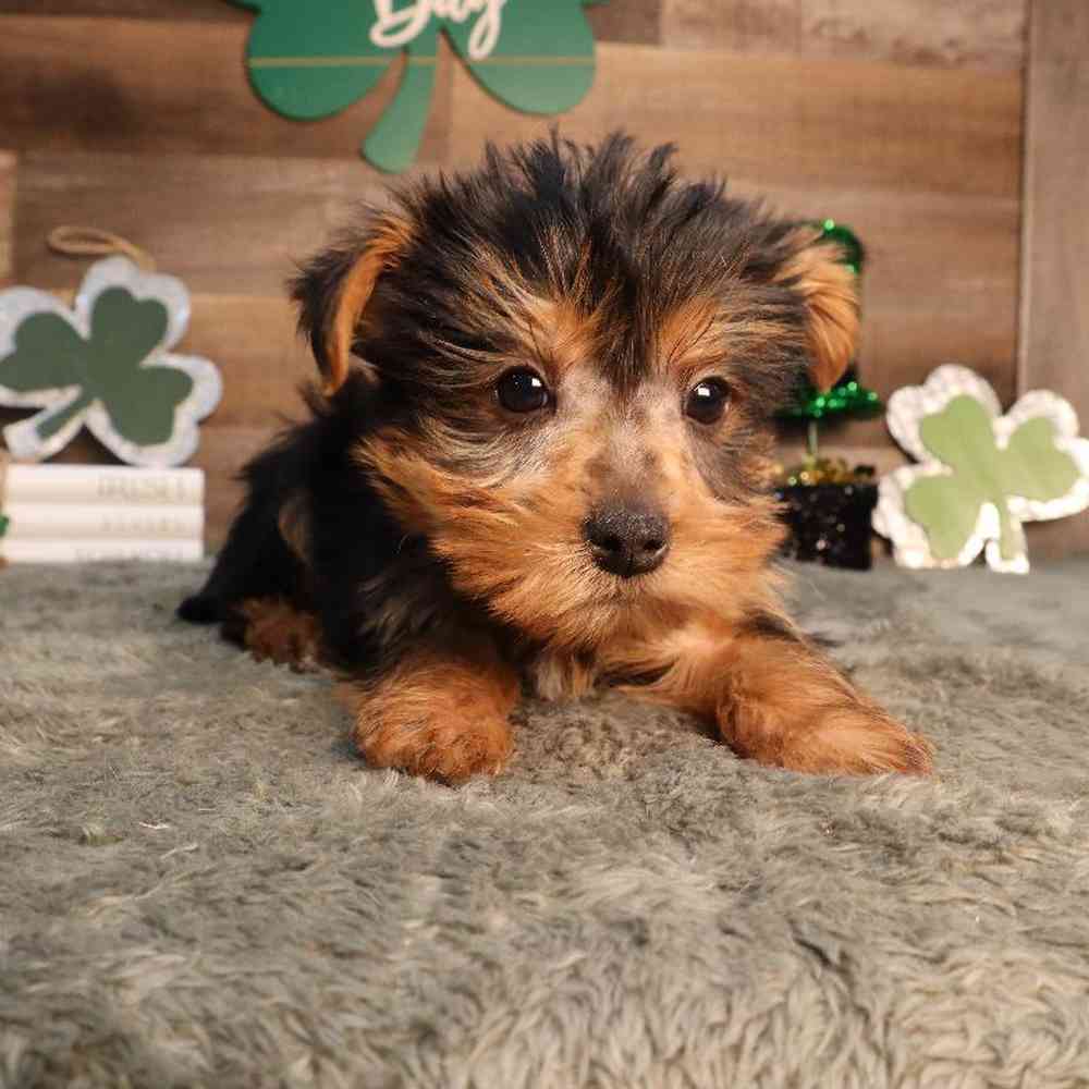 Male Yorkshire Terrier Puppy for Sale in Blaine, MN