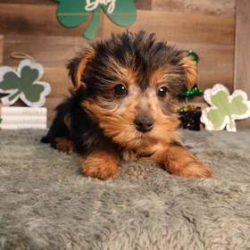 Yorkshire Terrier