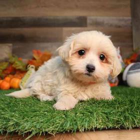 Maltipoo