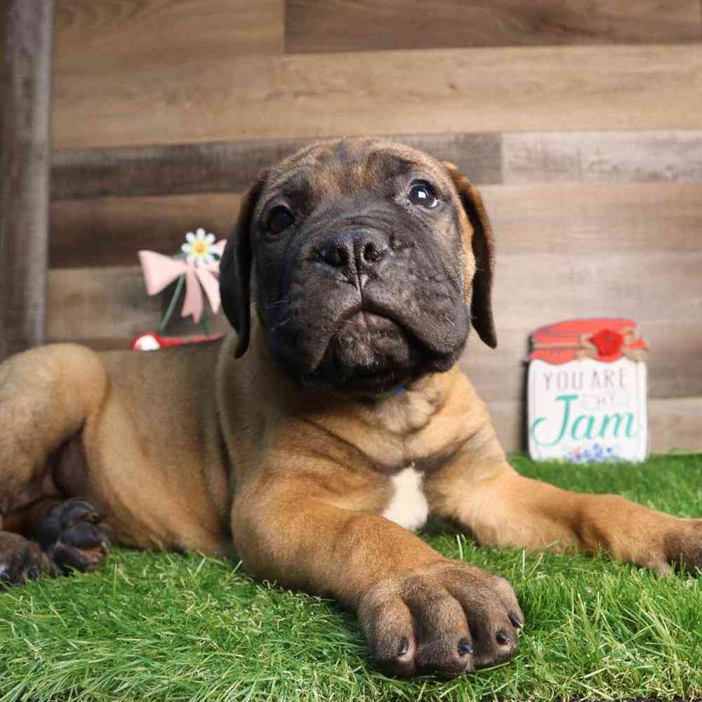 Male Bull Mastiff Puppy for Sale in Blaine, MN