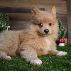 Pomeranian