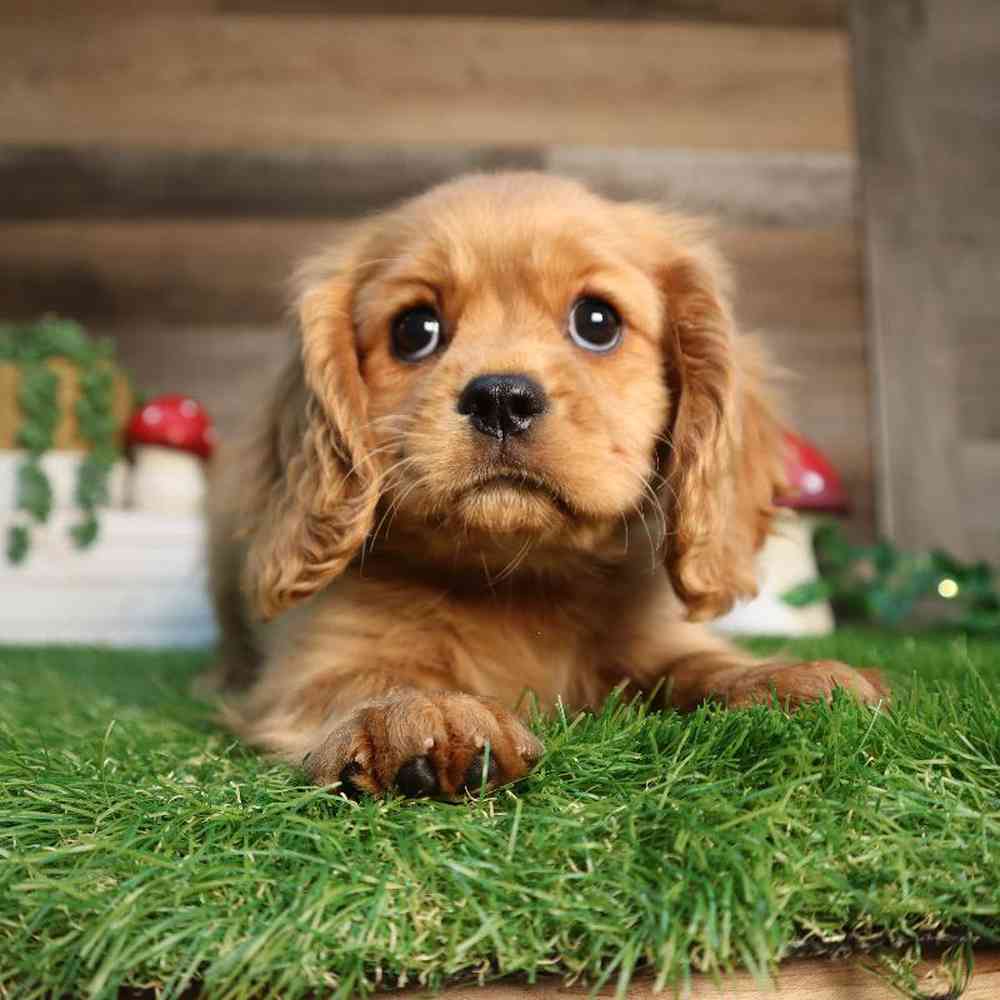 carousel pet images