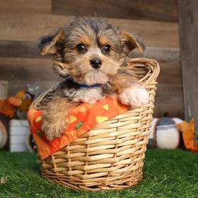 Yorkie-Poo