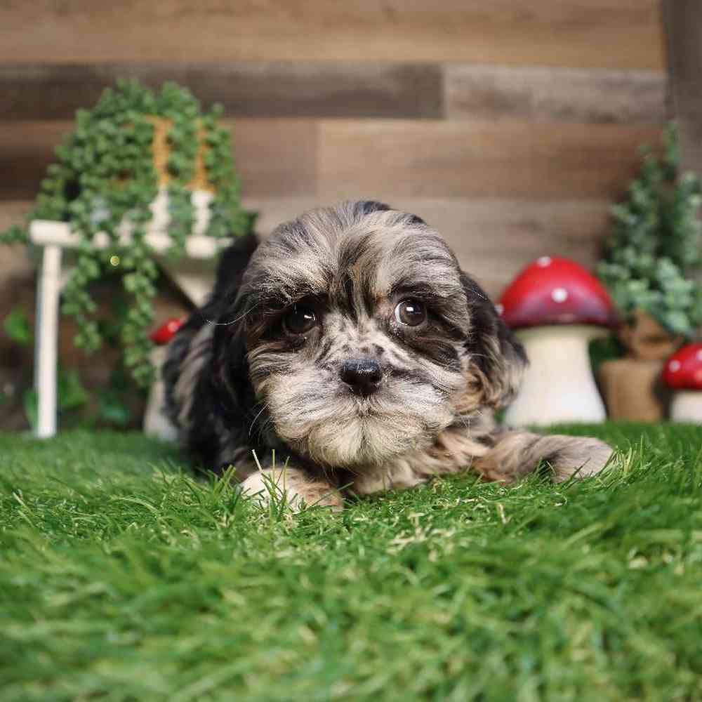 carousel pet images