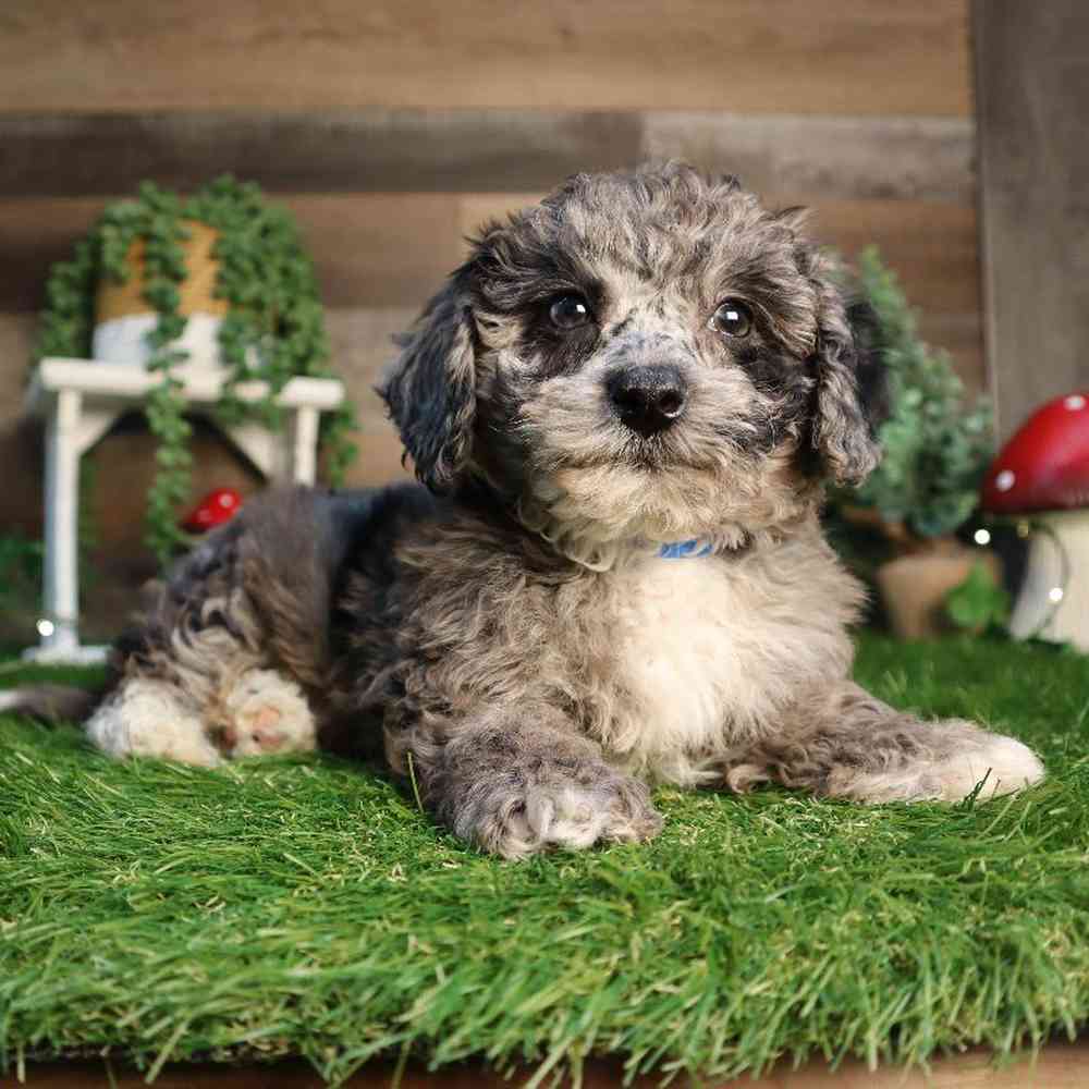 carousel pet images