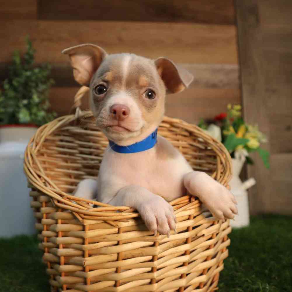 Image of a pet breed in the gallery
