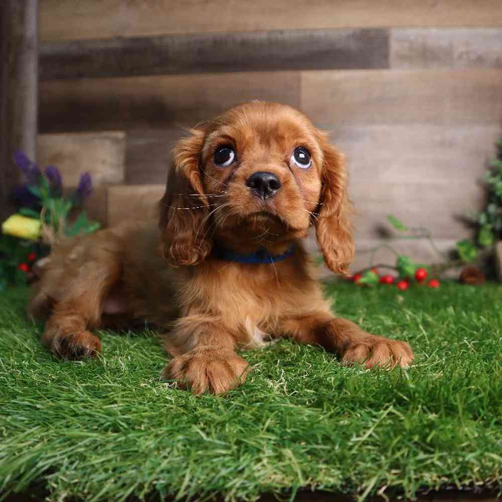 carousel pet images