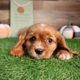 Cavalier King Charles Spaniel