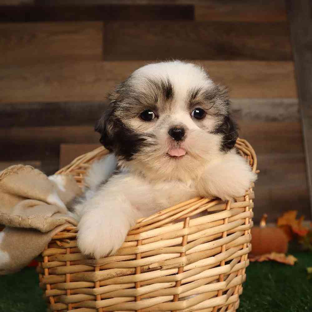 carousel pet images