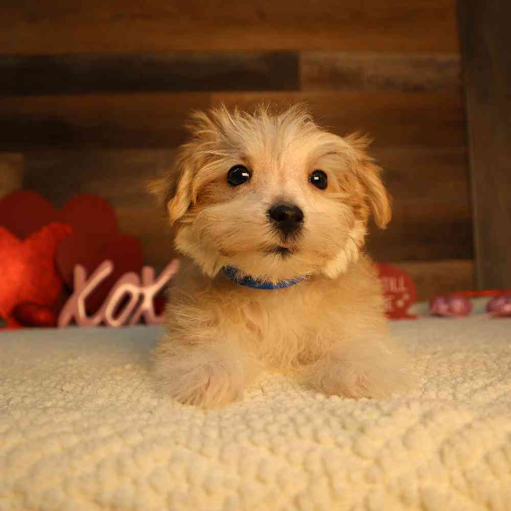 Male Morkie Puppy for Sale in Blaine, MN