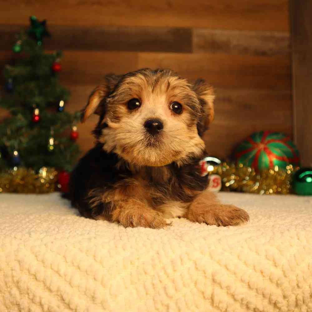 Female Morkie Puppy for Sale in Blaine, MN