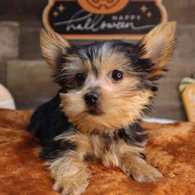Yorkshire Terrier