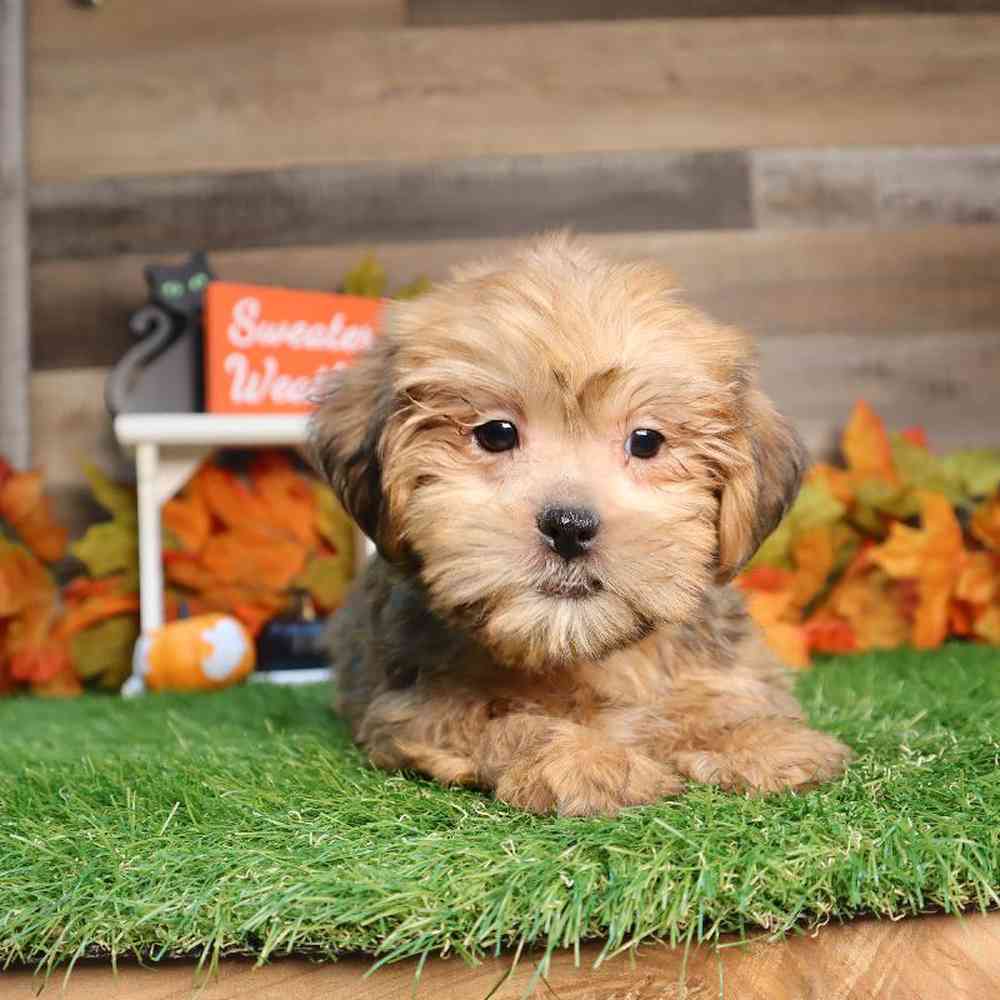 Male Shorkie Puppy for Sale in Blaine, MN