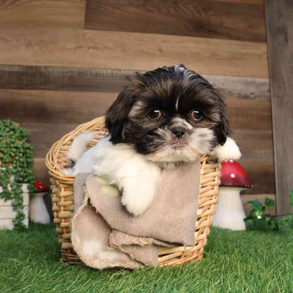 carousel pet images