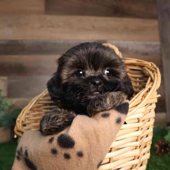 Willow