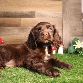 Cocker Spaniel