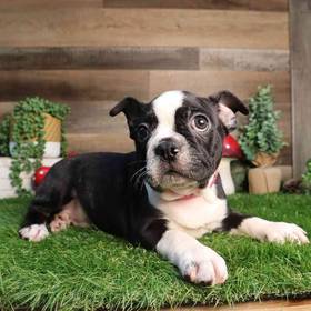 Boston Terrier