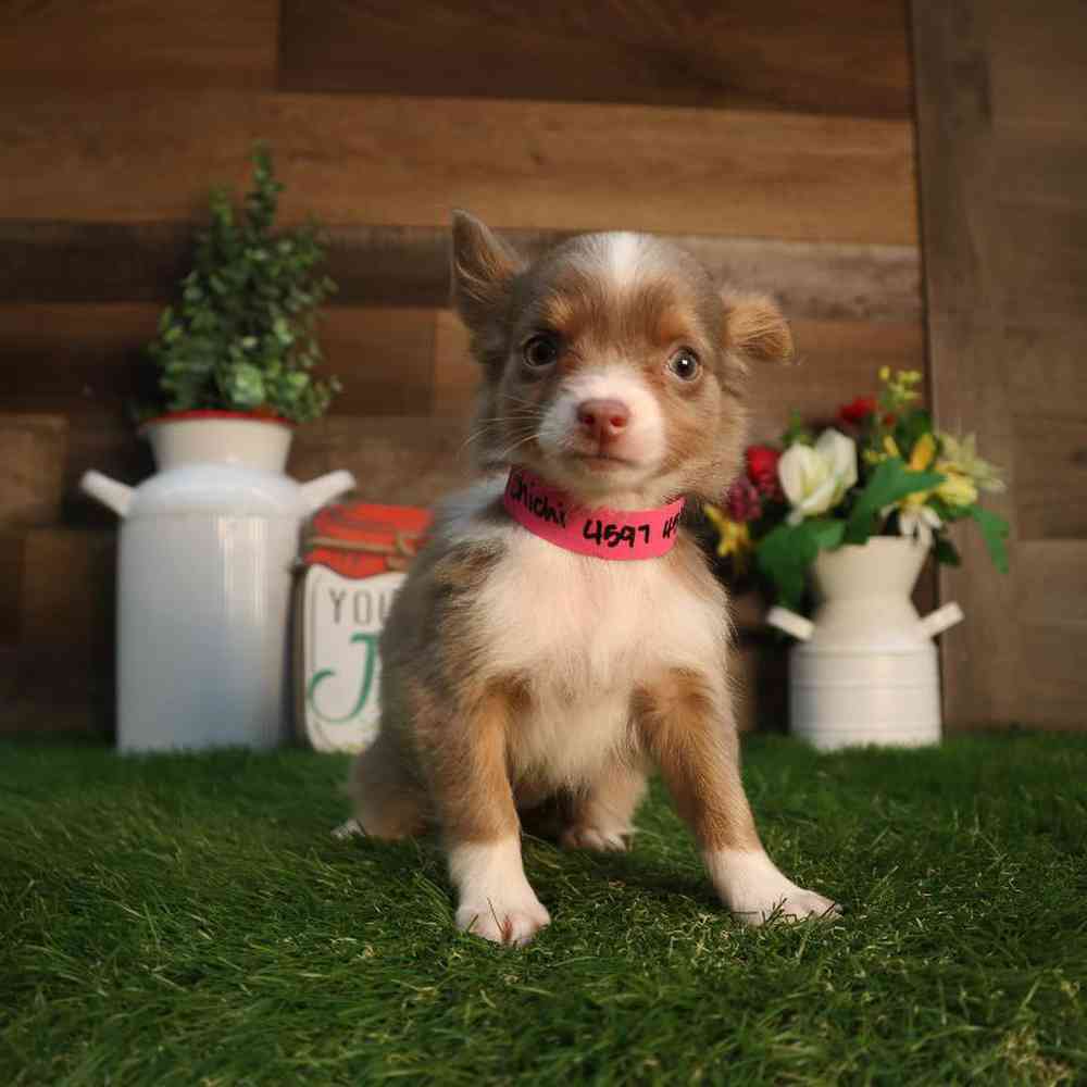 Image of a pet breed in the gallery