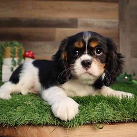 Cavalier King Charles Spaniel